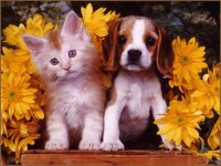 COMO PERROS Y GATOS FOTO
